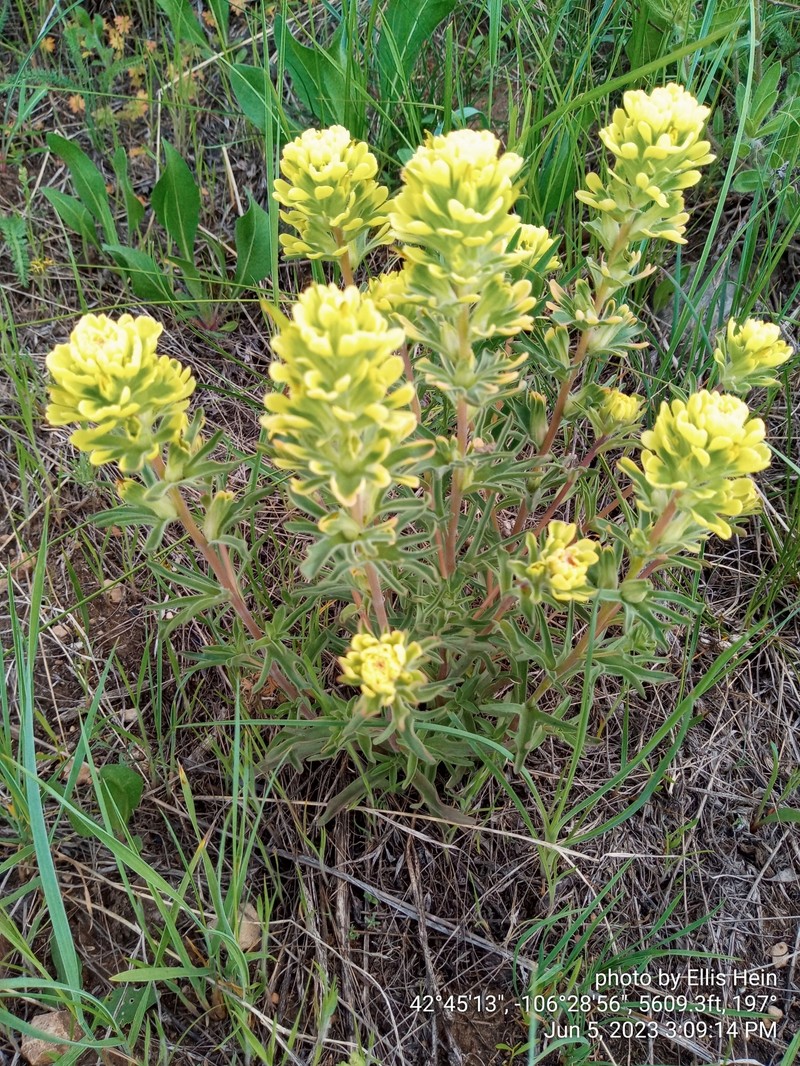 Castilleja angustifolia var. dubia photo 8