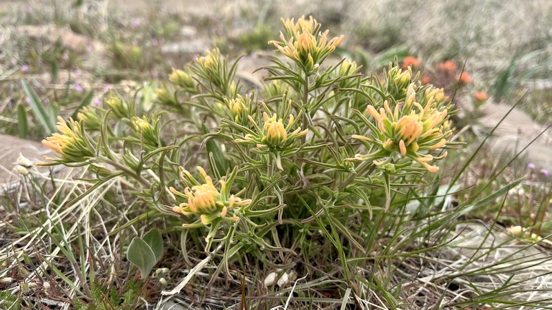 Castilleja angustifolia var. flavescens