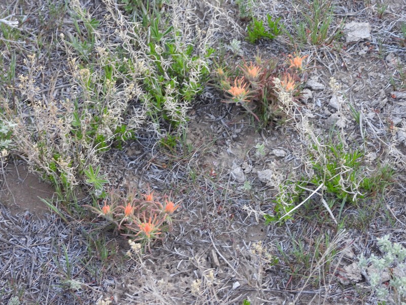 Castilleja angustifolia var. flavescens photo 2
