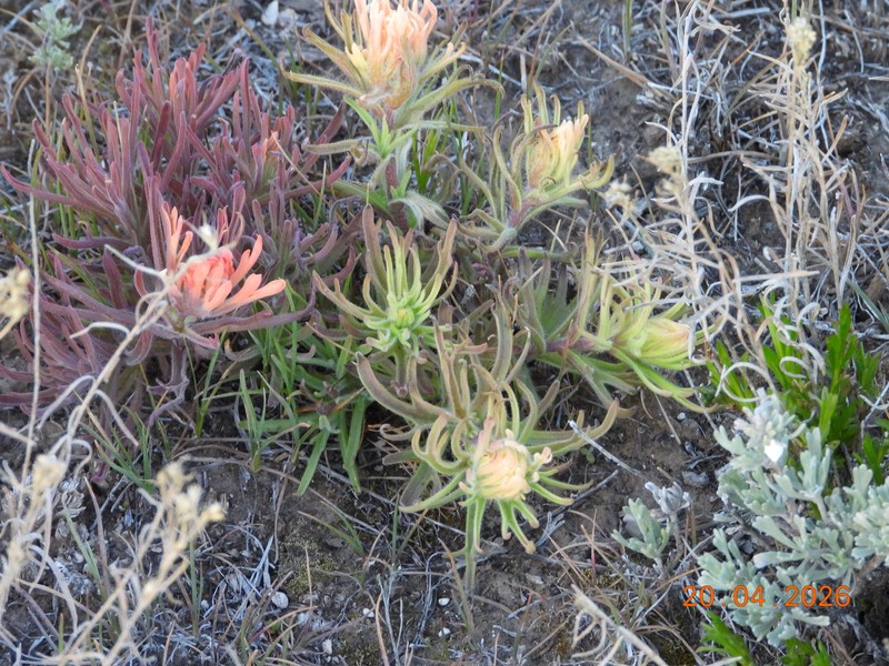 Castilleja angustifolia var. flavescens photo 3