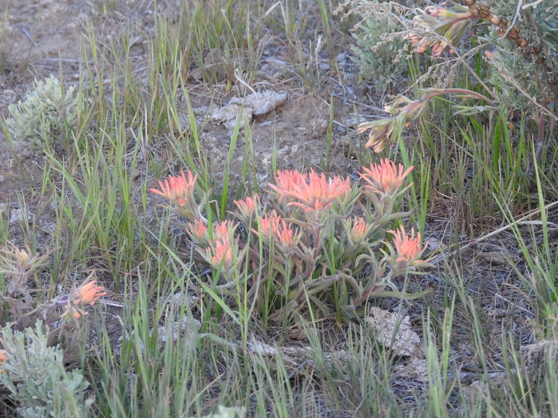 Castilleja angustifolia var. flavescens photo 4