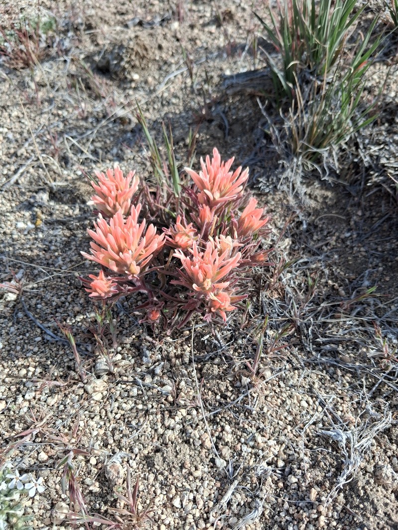 Castilleja angustifolia var. flavescens photo 5