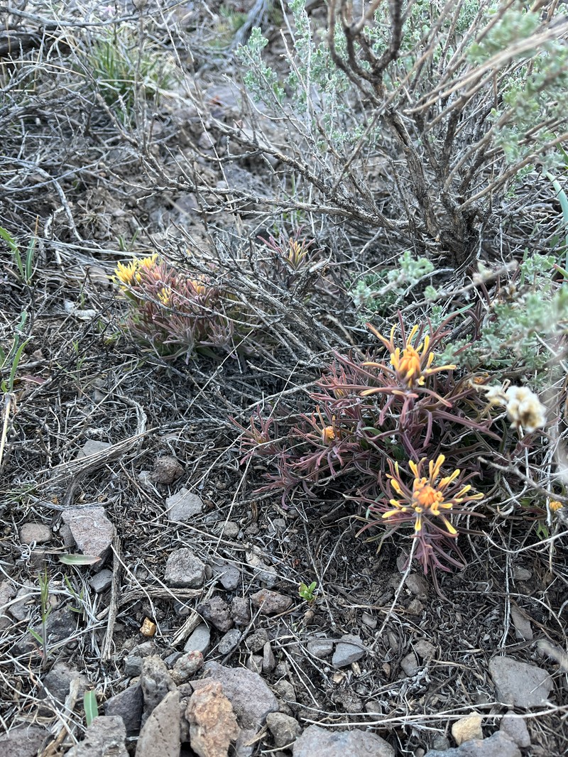 Castilleja angustifolia var. flavescens photo 6