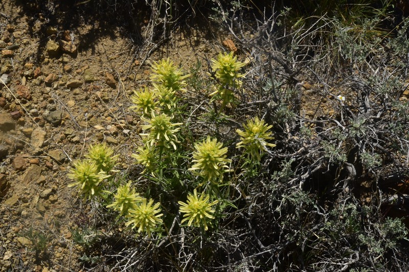 Castilleja angustifolia var. flavescens photo 7