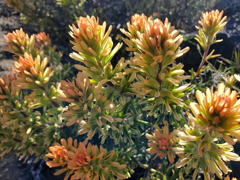 Castilleja angustifolia var. flavescens photo 8