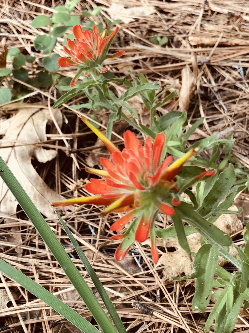 Wavyleaf Indian Paintbrush