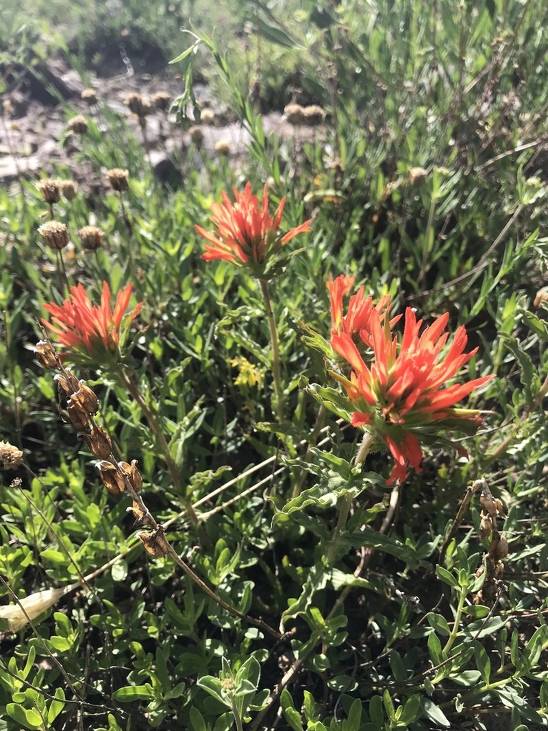 Wavyleaf Indian Paintbrush photo 2
