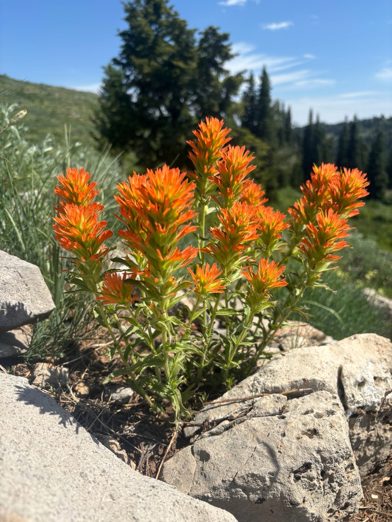 Wavyleaf Indian Paintbrush photo 3