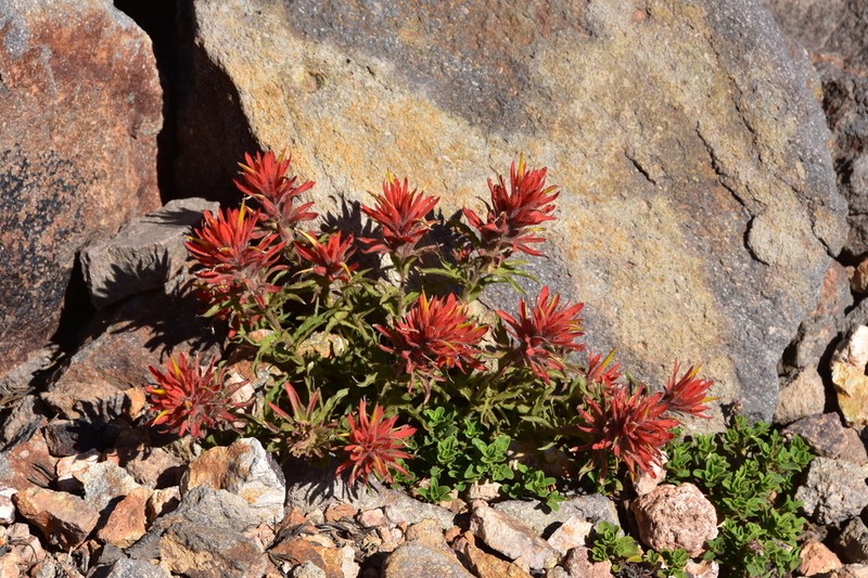 Wavyleaf Indian Paintbrush photo 4