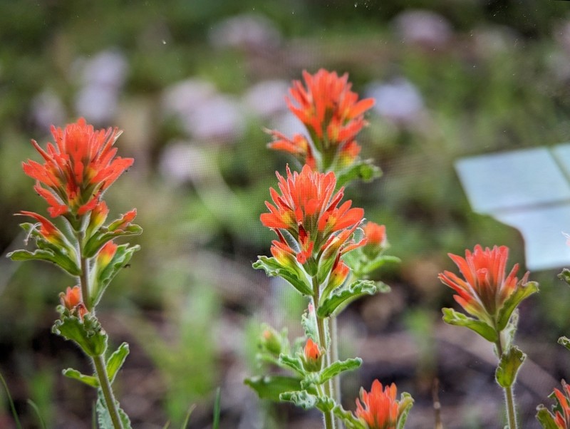 Wavyleaf Indian Paintbrush photo 5