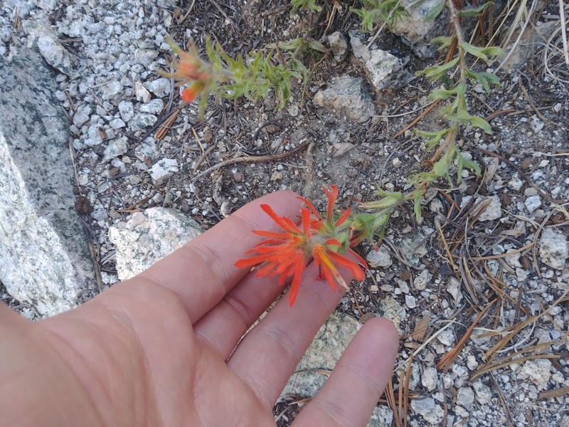 Wavyleaf Indian Paintbrush photo 6