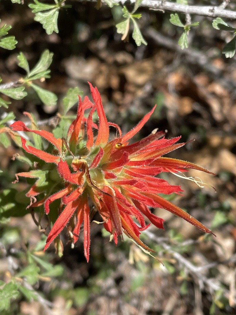 Wavyleaf Indian Paintbrush photo 7