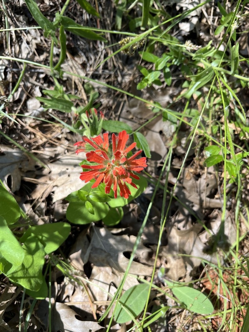 Wavyleaf Indian Paintbrush photo 8