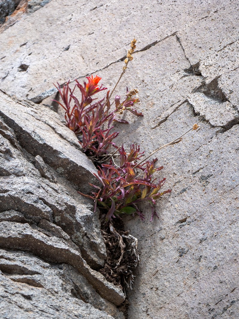 Castilleja applegatei var. applegatei