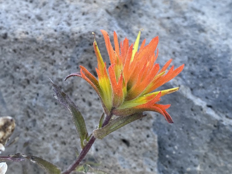 Castilleja applegatei var. applegatei photo 2