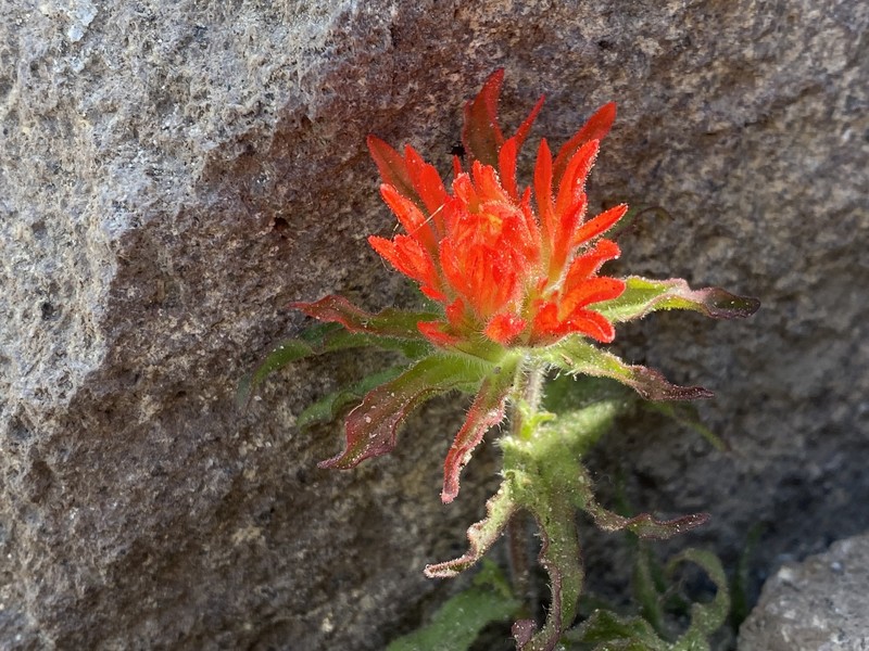 Castilleja applegatei var. applegatei photo 3