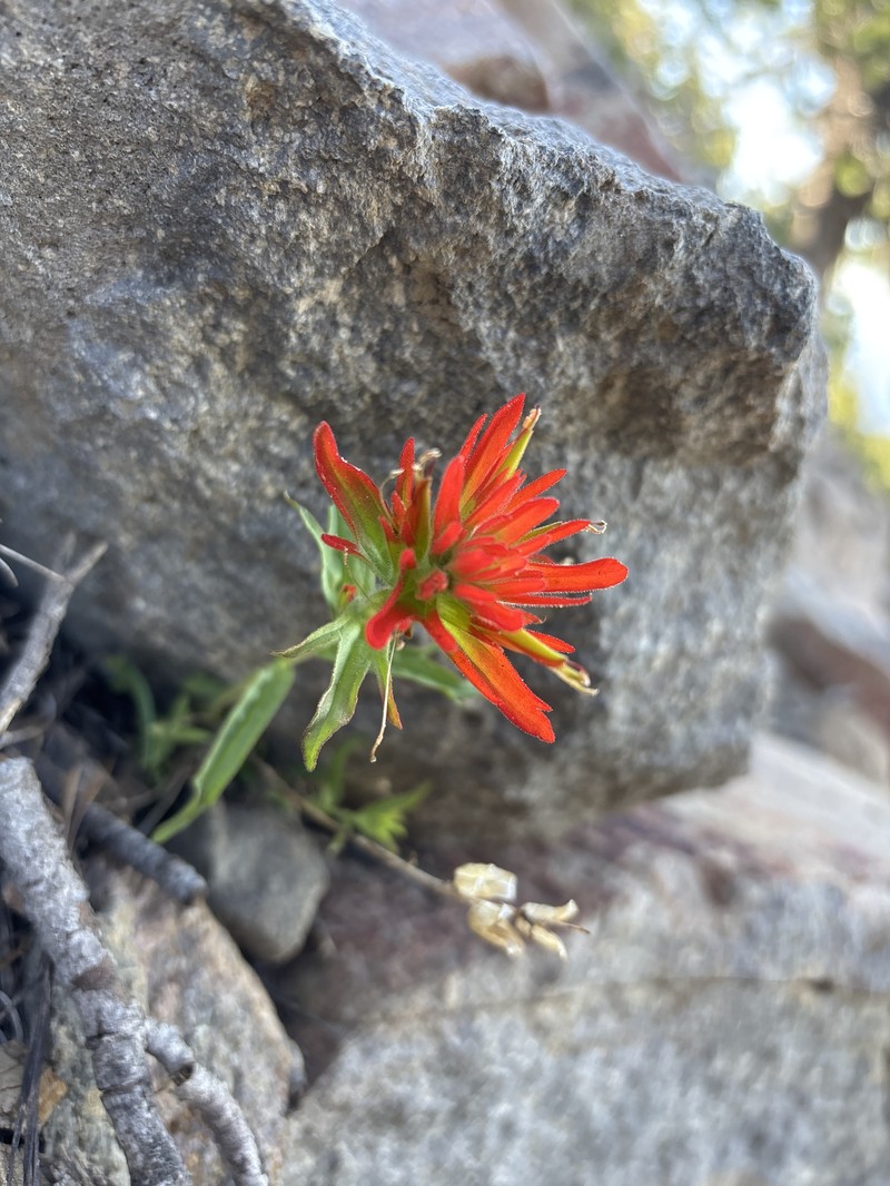 Castilleja applegatei var. applegatei photo 4