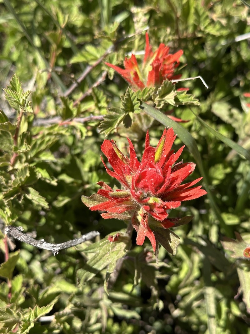 Castilleja applegatei var. applegatei photo 5
