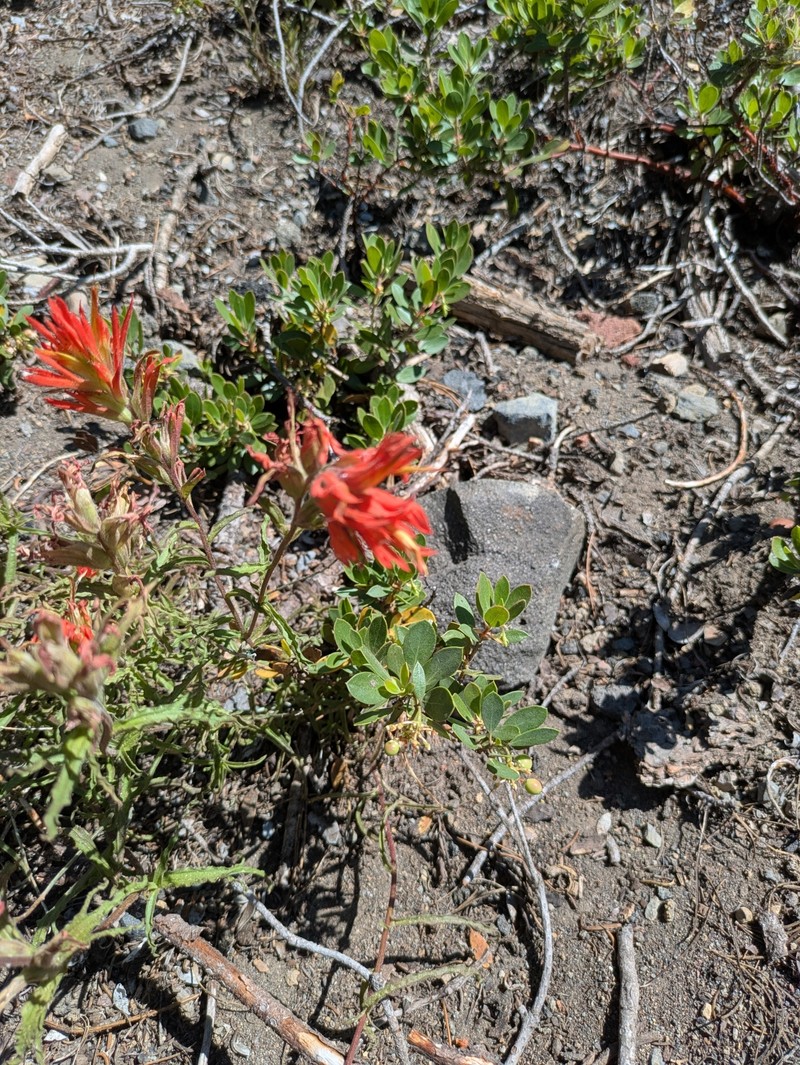 Castilleja applegatei var. applegatei photo 6