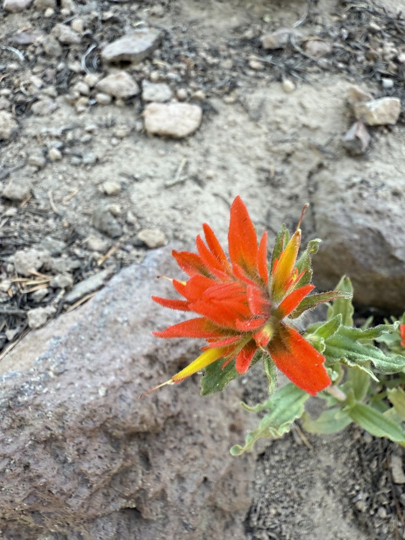 Castilleja applegatei var. applegatei photo 7