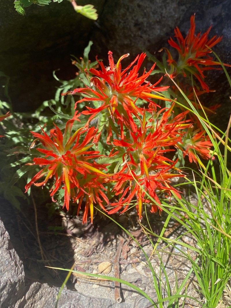 Castilleja applegatei var. applegatei photo 8
