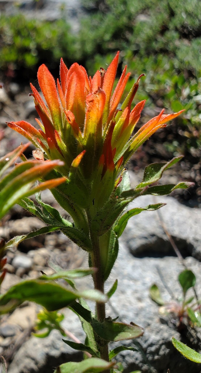Castilleja applegatei var. breweri