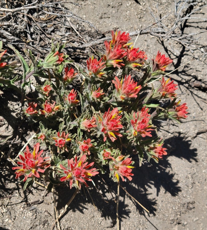 Castilleja applegatei var. breweri photo 2