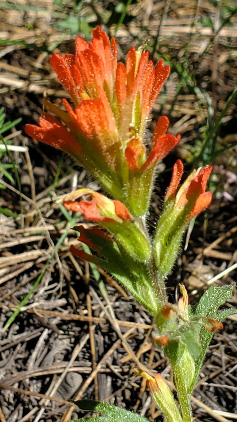 Castilleja applegatei var. breweri photo 3