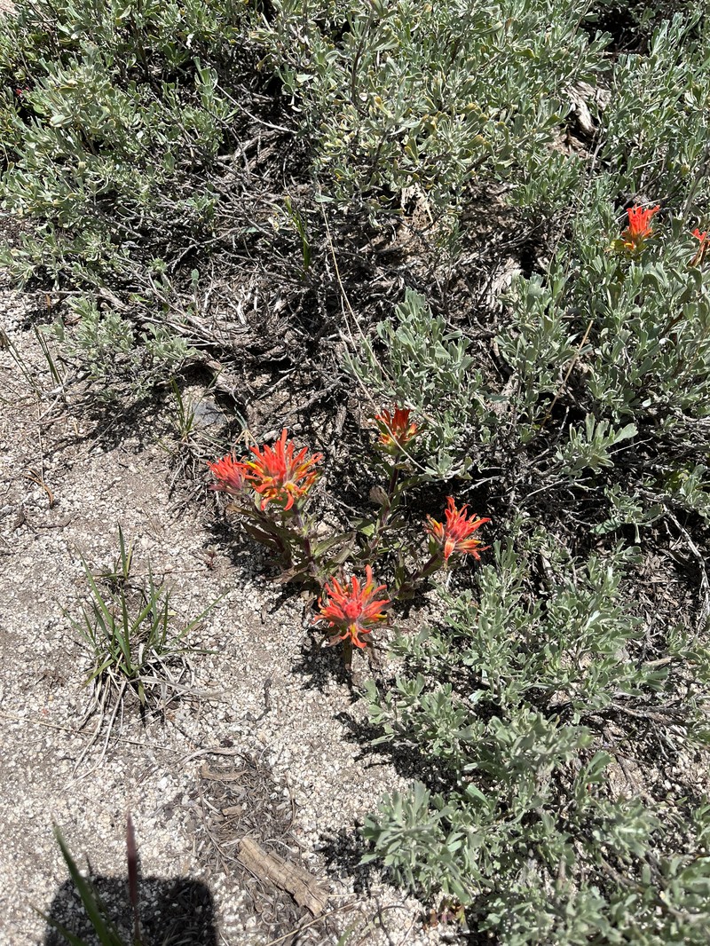 Castilleja applegatei var. breweri photo 4