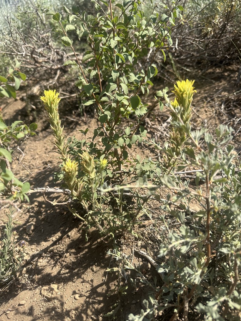 Castilleja applegatei var. breweri photo 5