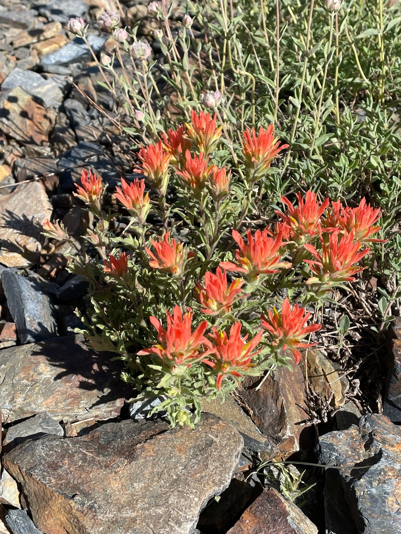 Castilleja applegatei var. breweri photo 6