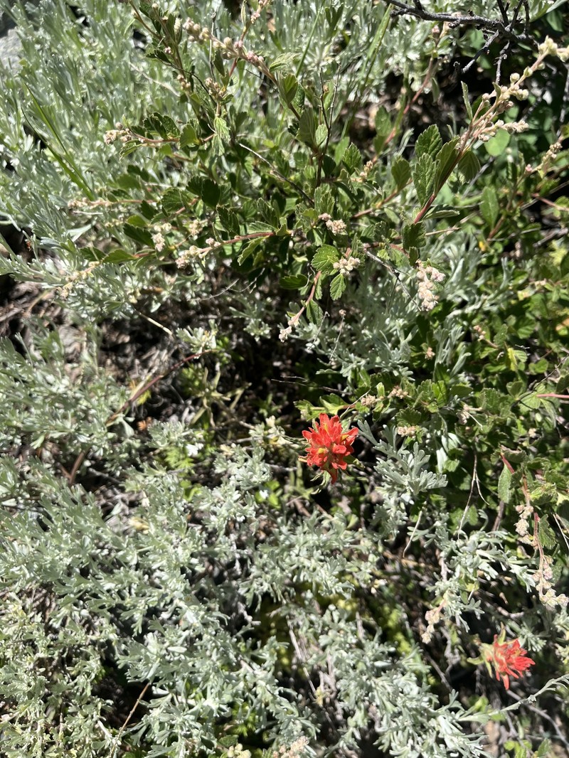 Castilleja applegatei var. breweri photo 7
