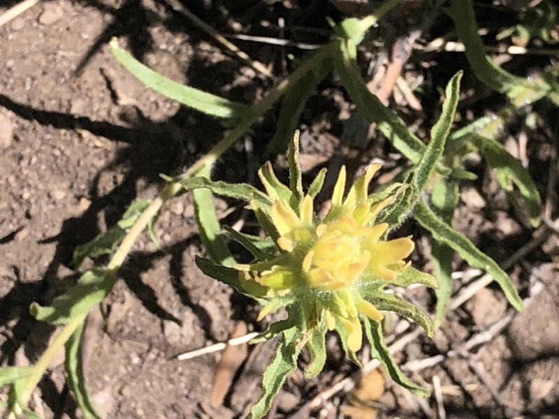 Castilleja applegatei var. breweri photo 8