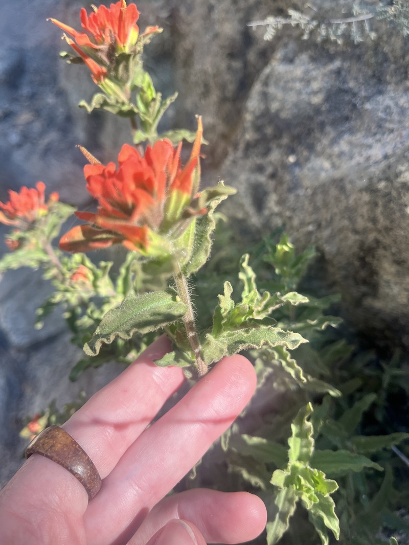 Castilleja applegatei var. pinetorum