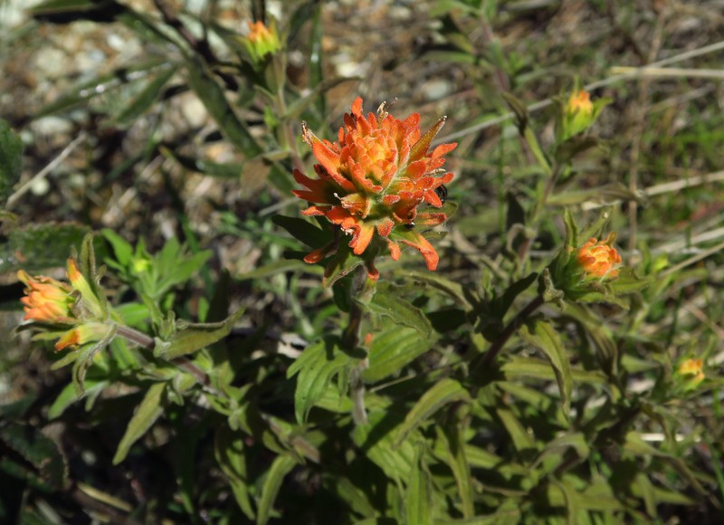 Castilleja applegatei var. pinetorum photo 2