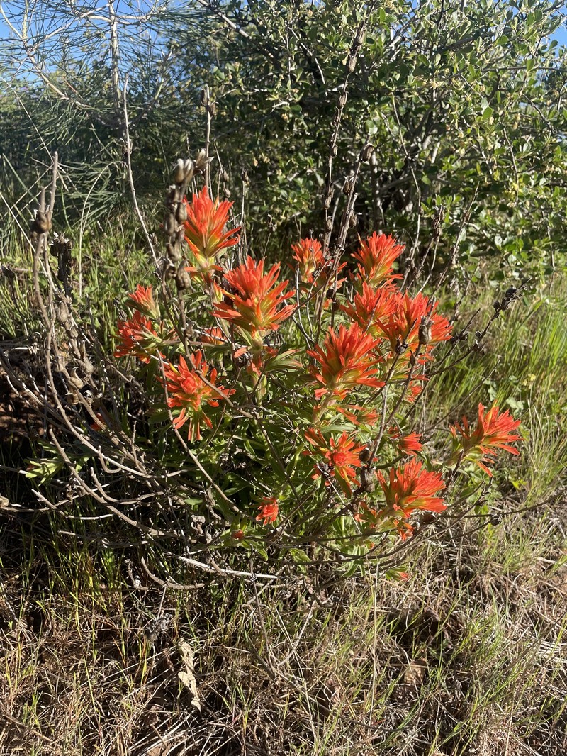 Castilleja applegatei var. pinetorum photo 3