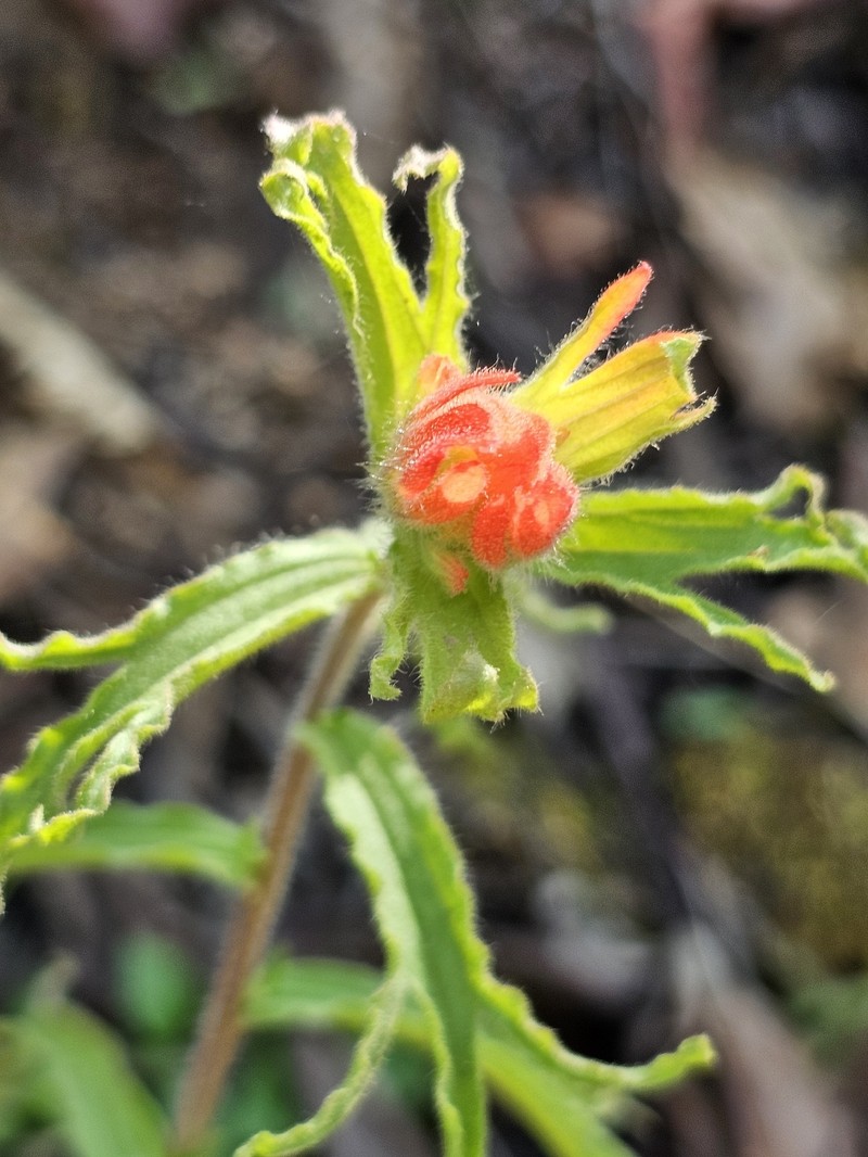 Castilleja applegatei var. pinetorum photo 4
