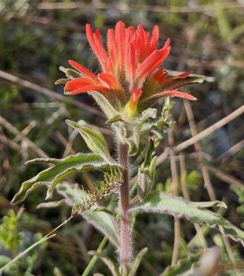 Castilleja applegatei var. pinetorum photo 5