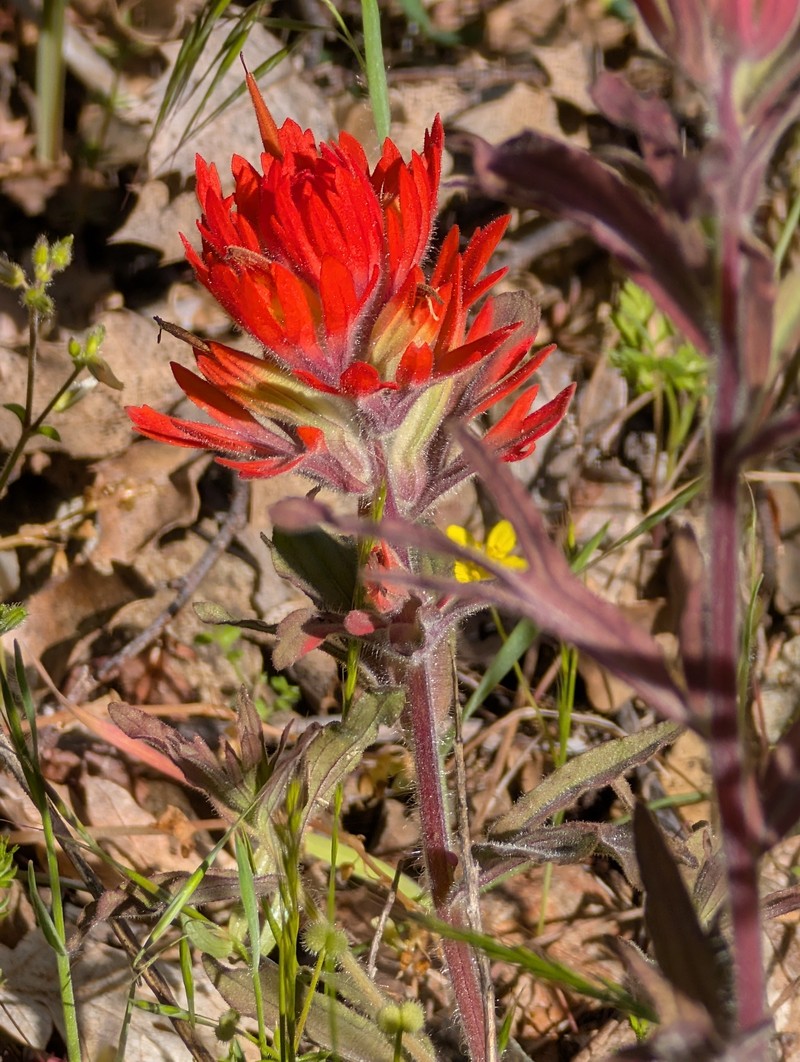 Castilleja applegatei var. pinetorum photo 6