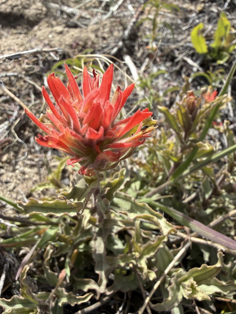 Castilleja applegatei var. pinetorum photo 7