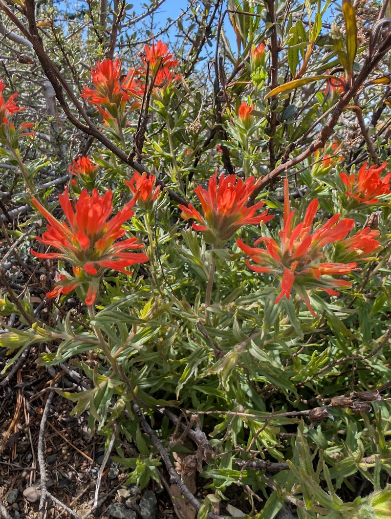Castilleja applegatei var. pinetorum photo 8