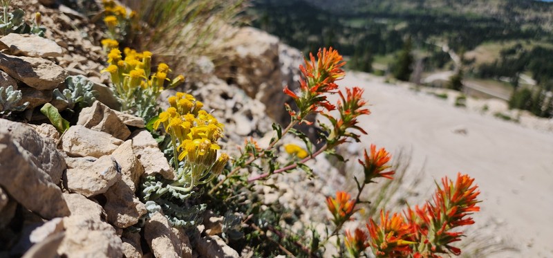 Castilleja applegatei var. viscida