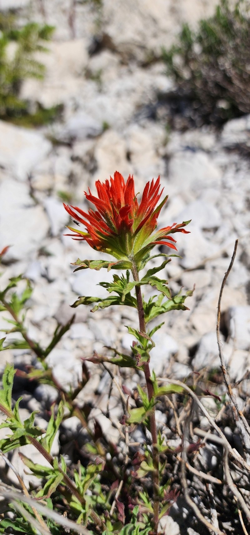 Castilleja applegatei var. viscida photo 2