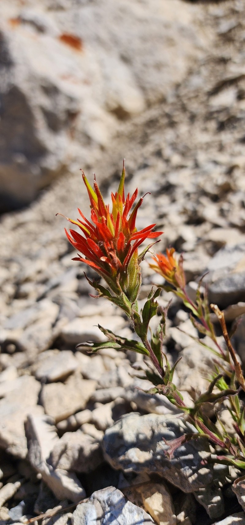 Castilleja applegatei var. viscida photo 3