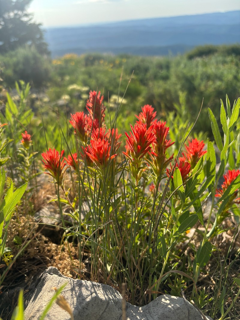 Castilleja applegatei var. viscida photo 4