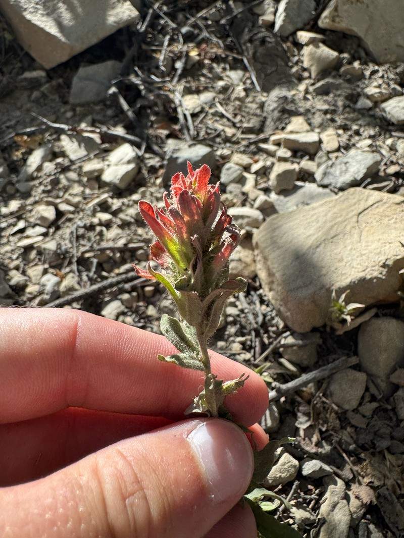 Castilleja applegatei var. viscida photo 5