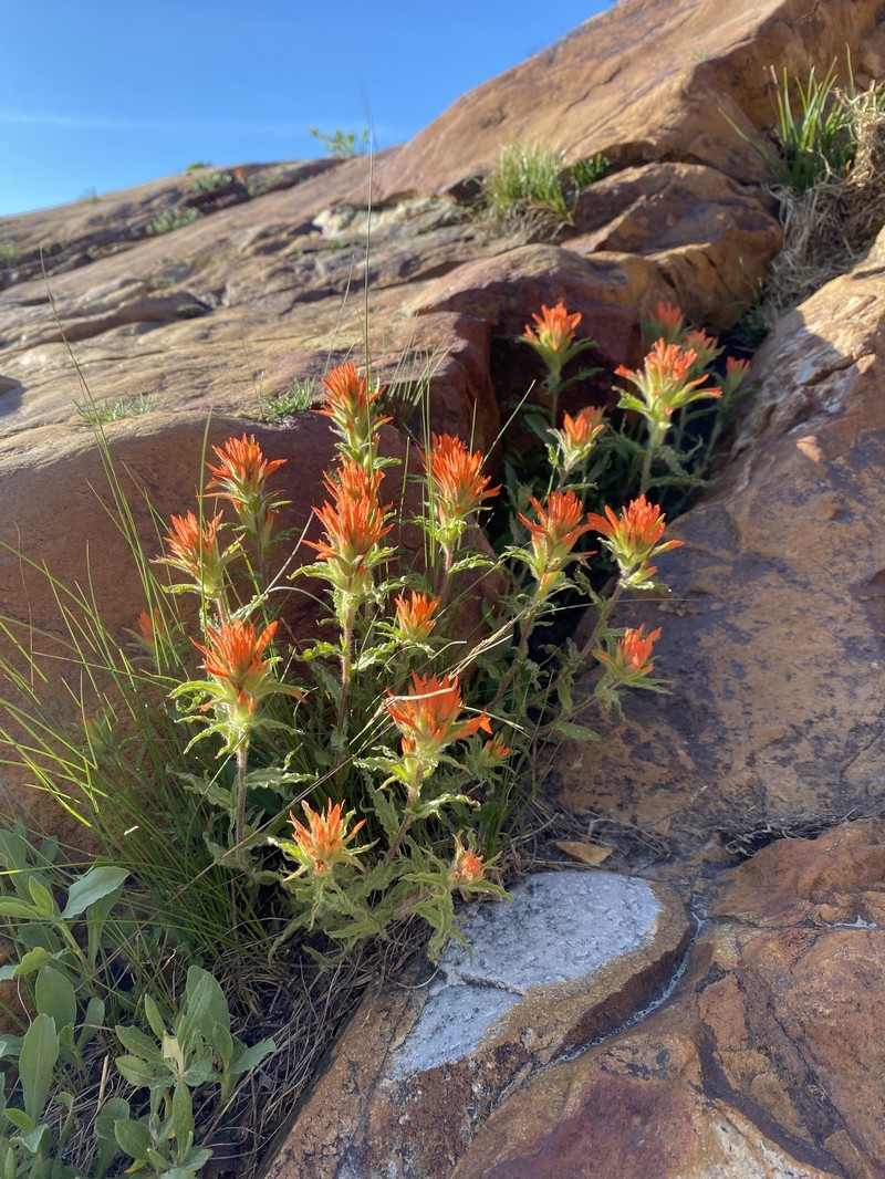 Castilleja applegatei var. viscida photo 6