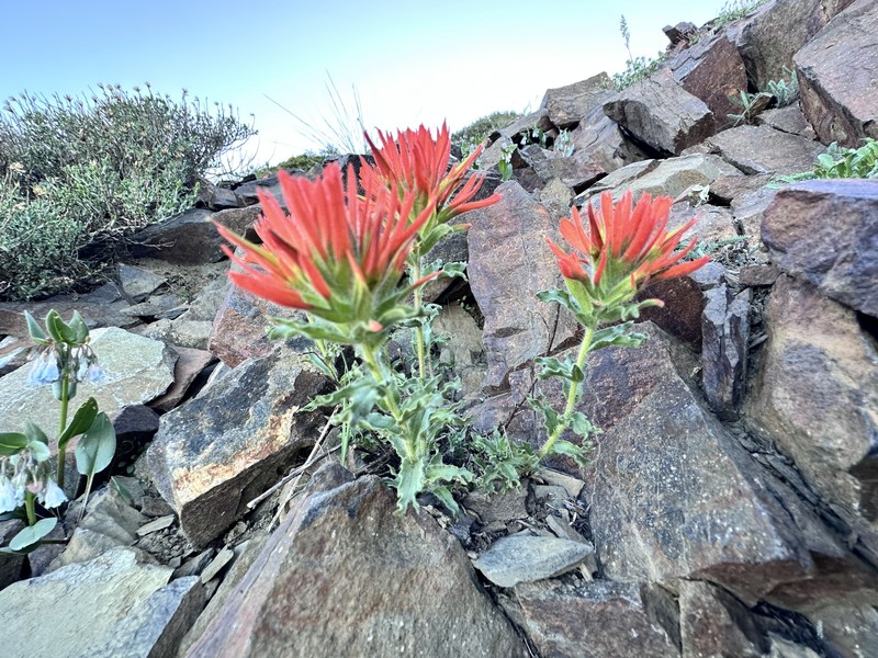 Castilleja applegatei var. viscida photo 7