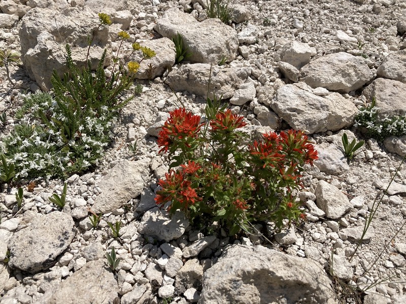 Castilleja applegatei var. viscida photo 8