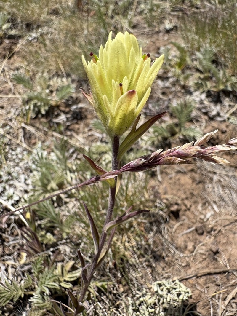 Aquarius Plateau Indian Paintbrush